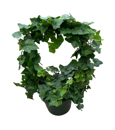 6" Topiary Hoop Ivy